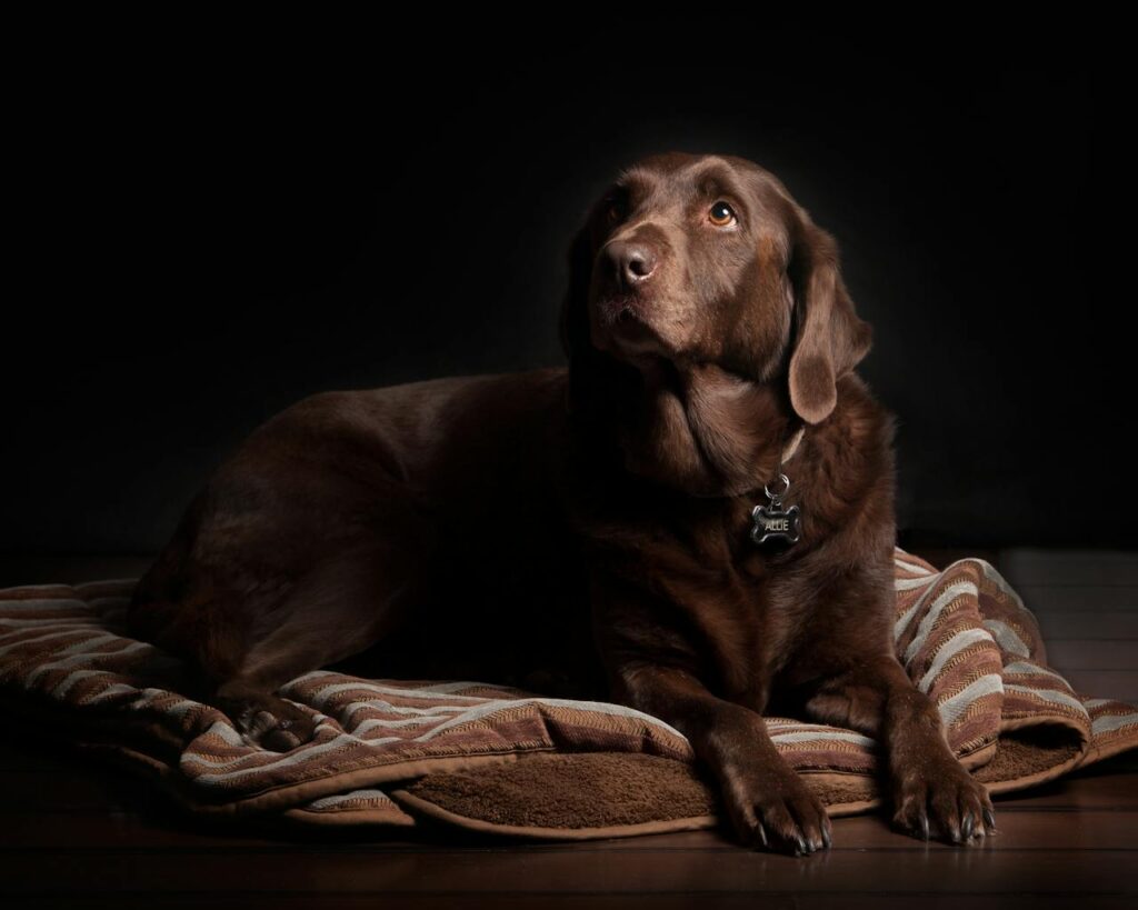 preventie van artrose bij honden