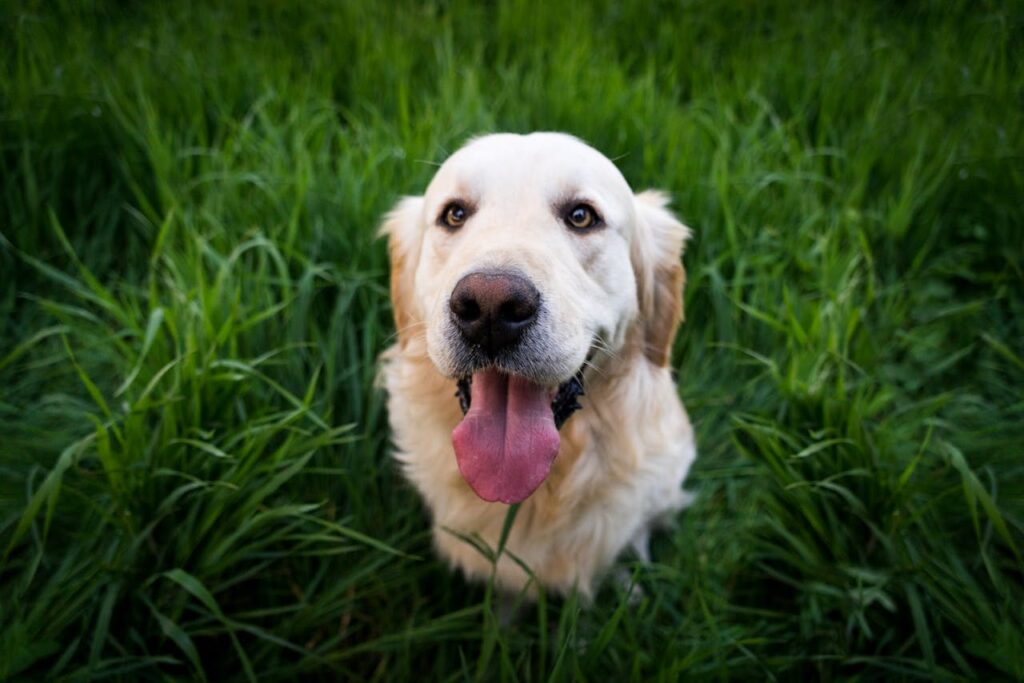 preventie van artrose bij honden