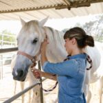 buitenstal voor paarden