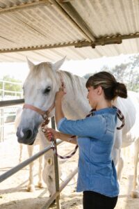 buitenstal voor paarden